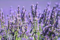 2016-Lavendelfelder (1)