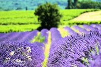 2016-Lavendelfelder (2)