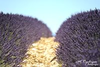 2016-Lavendelfelder (3)