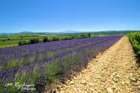 2016-Lavendelfelder (4)