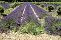 2016-Lavendelfelder (5)