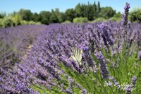 2016-Lavendelfelder (6)