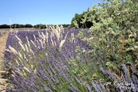 2016-Lavendelfelder (7)