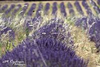 2016-Lavendelfelder (8)