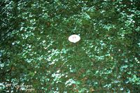 2016-MasOleandreFrance (10)